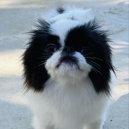 Japanese Chin puppies from KaLor Japanese Chin