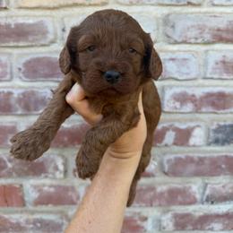 Ember - Red female Cavapoo puppy in Roseville, California from Lipscomb Doodles