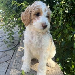 Samara:  light and playful, like a seed on the wind - Parti female Goldendoodle puppy in Placerville, California from New Dawn Poodles and Doodles