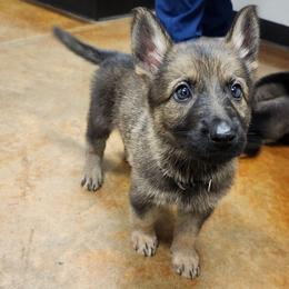 Wildfire (Purple female) - Sable female German Shepherd puppy in Winchester, Kentucky from Del Lago Canine