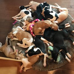 Whippet Puppies from Brystal Whippets