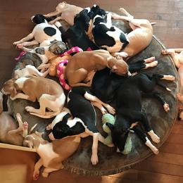 Whippet Puppies from Brystal Whippets