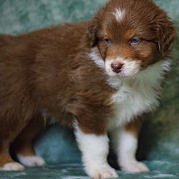 Australian Shepherd Puppies from Lovable Little Aussies