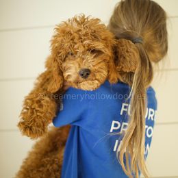 Boy 2 - Red  Goldendoodle puppy in Idaho from Creamery Hollow Doodles