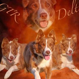 Delta - Border Collie
