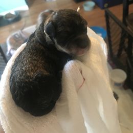 Goldendoodle, Schnoodle, and Sheepadoodle Puppies from Dood Ranch