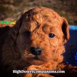 Miss Mint - Red  female Poodle puppy in Dolan Springs, Arizona from High Desert Companions