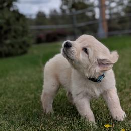 Kangaroo - Light golden male Golden Retriever puppy in Lakeside, Arizona from Tall Pines Goldens