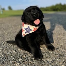 Labrador Retriever Puppies from Krys Ruth