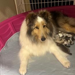 Shetland Sheepdog puppies from Enclave