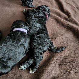 Goldendoodle Puppies from Haven Goldendoodles