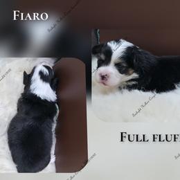 Fiaro - Black and tan male Pembroke Welsh Corgi puppy in Charleroi, Pennsylvania from Twilight Hollow Corgis