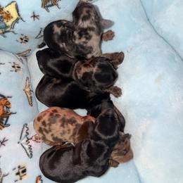 Dachshund puppies from Teenie Tiny Dachshunds