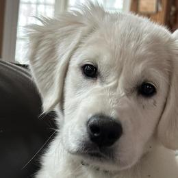 Golden Retrievers and Labrador Retrievers from Oak Breeze Retrievers