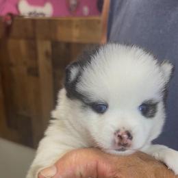 Spock - White male Pomsky puppy in Spring Hill, Florida from PDQ Pomskies