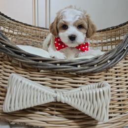 Dima - Parti male Maltipoo puppy in Washington from Mt.BakerPoodles&Doodles