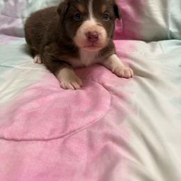 Red Tri - Red tri-color female Australian Shepherd puppy in Wittmann, Arizona from Wranglin Farms