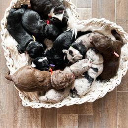 Aussiedoodles, Goldendoodles, and Saint Berdoodles from Pasatiempo Ranch