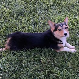 Sarge - Pembroke Welsh Corgi