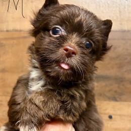 Boy 3 - Liver male Yorkshire Terrier puppy in Georgia from Berggipfel Yorkies