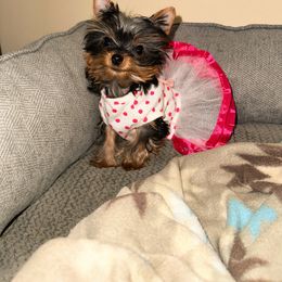 Yorkshire Terrier Puppies from Jill Brown