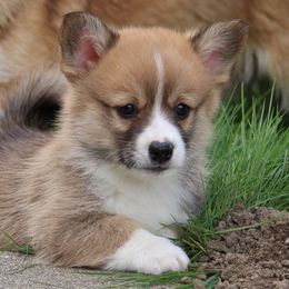Sol 🌞 - Sable Pembroke Welsh Corgi puppy in Centralia, Washington from AJ's Valley View Corgis