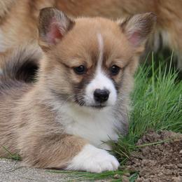 Sol 🌞 - Sable Pembroke Welsh Corgi puppy in Centralia, Washington from AJ's Valley View Corgis