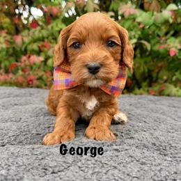 George - Red male Australian Labradoodle puppy in Mason, Michigan from Monarch Labradoodles