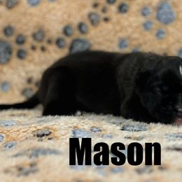 Boxer Puppies from Tommaso AKC Boxers