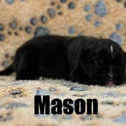 Boxer Puppies from Tommaso AKC Boxers