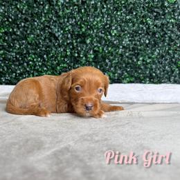 Pink girl - Red  female Goldendoodle puppy in Modesto, California from Two Doods Doodles