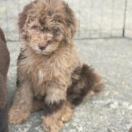 Love - female Golden Mountain Doodle puppy in Rome, Georgia from Victoria’s Designer Doodles