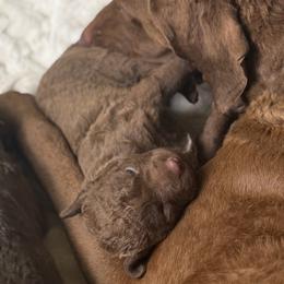Otter - Brown female Chesapeake Bay Retriever puppy in Castle Rock, Colorado from Blue Skye Chesapeakes