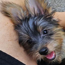 Silky Terrier Puppies from Brawley's Beautiful Babies