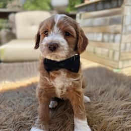 Cashmere - Apricot male Goldendoodle puppy in Pine Grove, California from Lundee Doodles