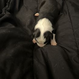 Girl 1 - Sporty Mix puppy in Lewisburg, Tennessee from Mid TN aussies