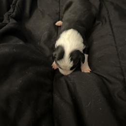 Girl 1 - Sporty Mix puppy in Lewisburg, Tennessee from Mid TN aussies