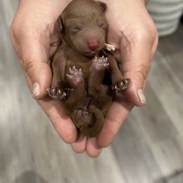 Poodle Puppies from Segovia Pups