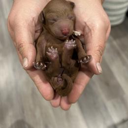 Poodle Puppies from Segovia Pups