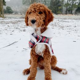 Poodles from A & K Kennels