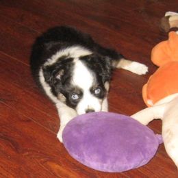 Toy Australian Shepherd Puppies from Jackie lutz