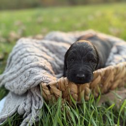 Coal - Black male Goldendoodle puppy in Fayetteville, Arkansas from Silver Hill Farm