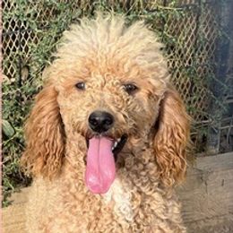 Goldendoodles, Maltese, Maltipoos, and Poodles from Dream Paws Puppies, LLC
