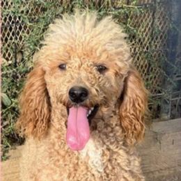 Goldendoodles, Maltese, Maltipoos, and Poodles from Dream Paws Puppies, LLC
