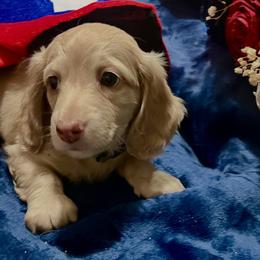 Nathan - Dapple male Dachshund puppy in Fontana, California from DOXI.E.