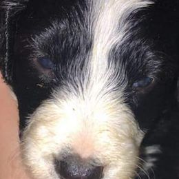 Aussiedoodles and Poodles from Pawsitive Foothills Pooches