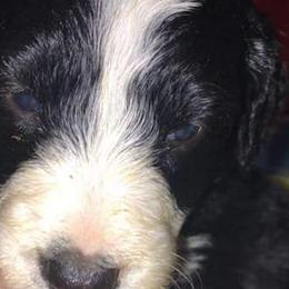 Aussiedoodles and Poodles from Pawsitive Foothills Pooches