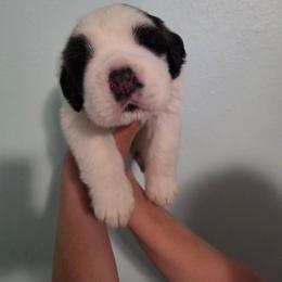 George - Mahogany and white male Saint Bernard puppy in Brandon, South Dakota from Split Rock Saints