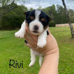 Biewer Terrier Puppies from Petit Bijou