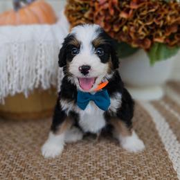 Hunter - Tri-color male Bernedoodle puppy in Russell Springs, Kentucky from 270 Doodles